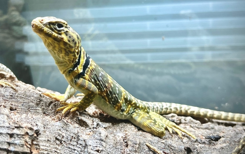 Eastern Collared Lizard