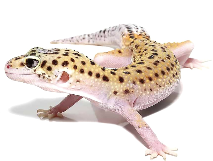 Eclipse Leopard Gecko