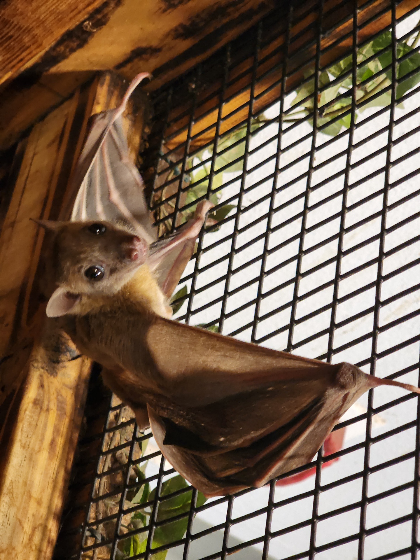 Egyptian Fruit Bat colony