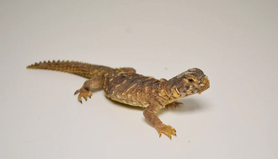 Mali Uromastyx