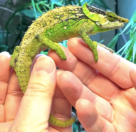 Elephant Ear Chameleon