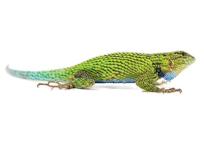 Emerald Swift