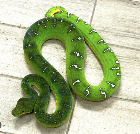 Emerald Tree Boa