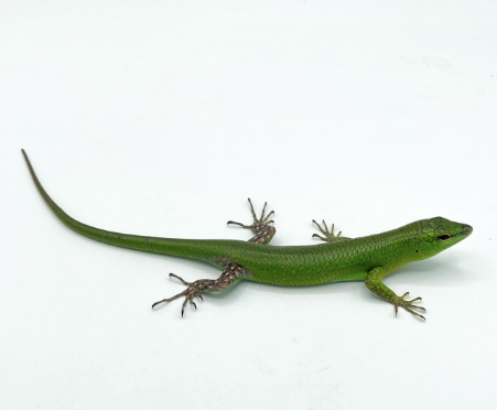 Fire Skink