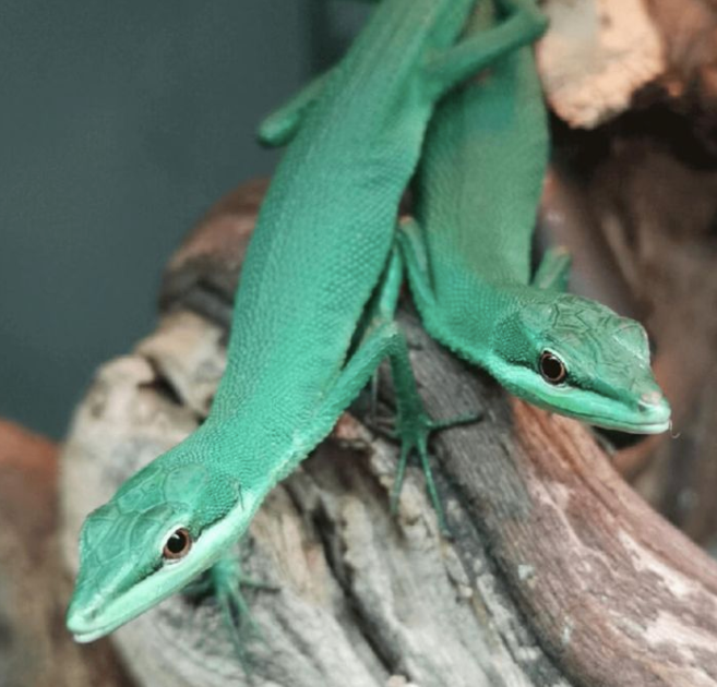 Emerald Grass Lizard