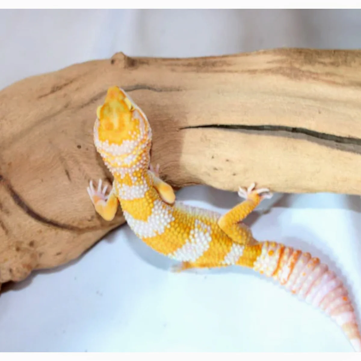 GIANT TREMPER Leopard Geckos