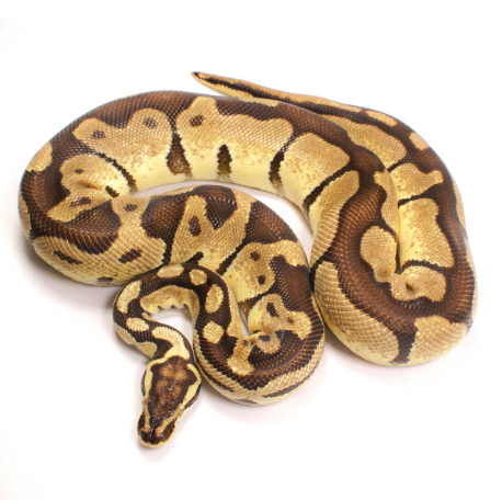 Enchi Ball Python