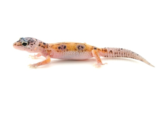 Enigma Leopard Gecko
