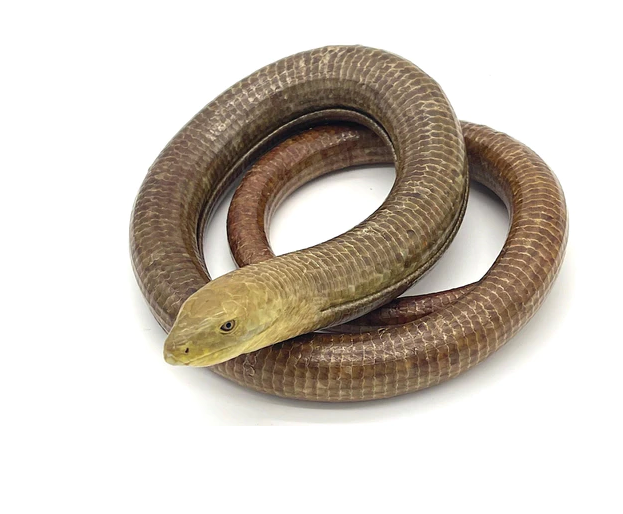 European Legless Lizard