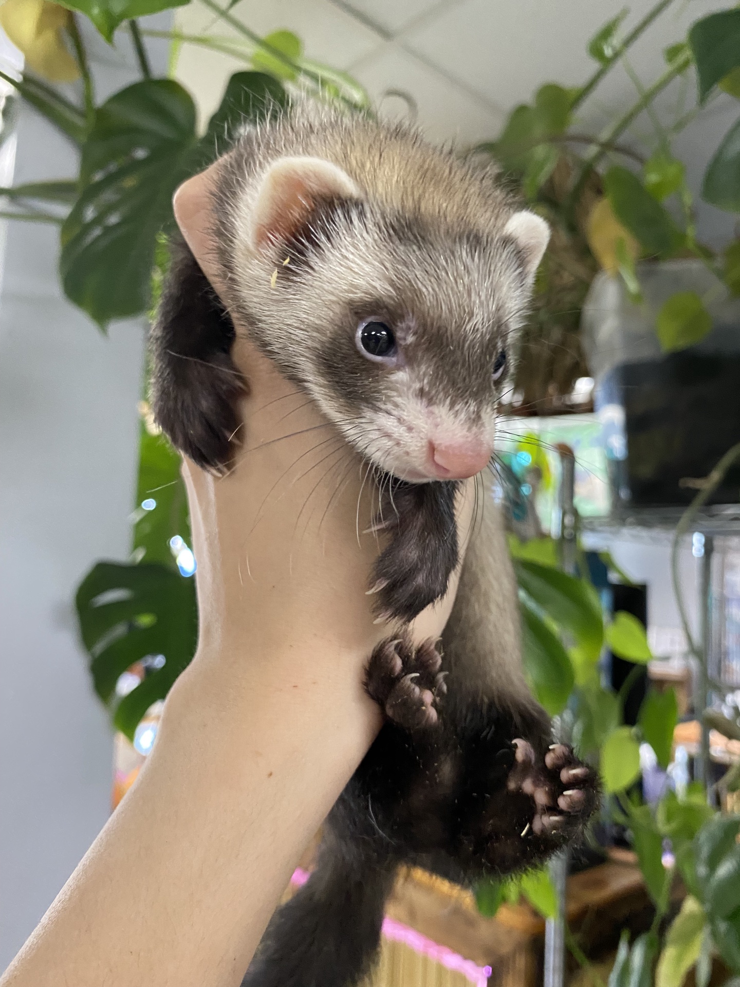 Ferrets, Non-Marshalls