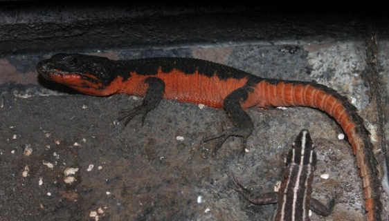 Flame Belly Girdled Tail Lizard