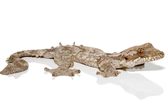 Flying Gecko