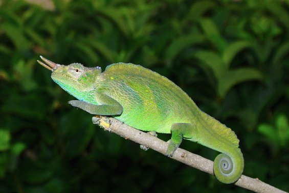 Four Horned Chameleon