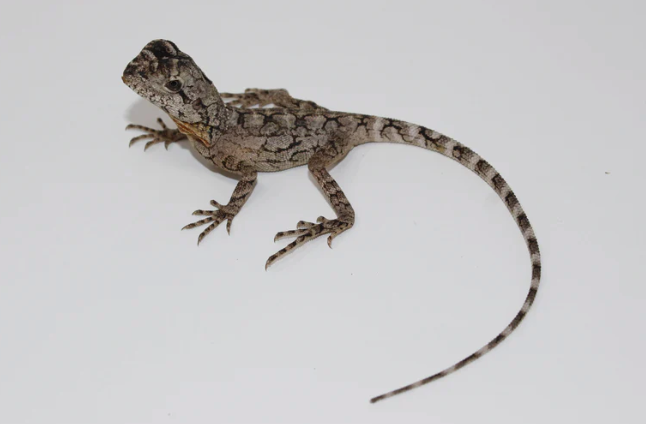 Frilled Dragon
