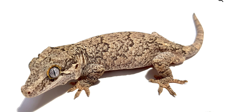 Reticulated Gargoyle Gecko