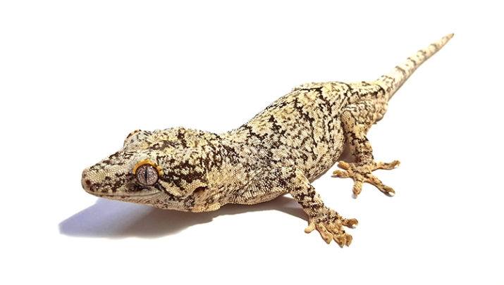 Gargoyle Gecko