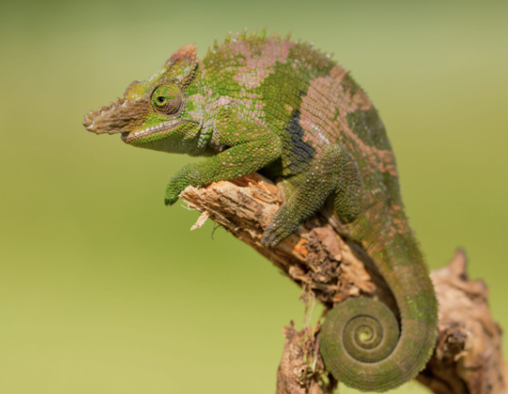 Giant Fischer’s Chameleon