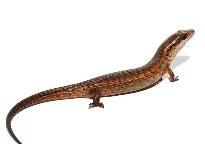 Giant Hatian Galliwasp