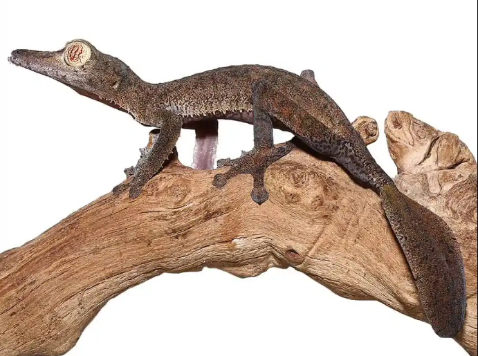 Giant Leaf Tail Gecko