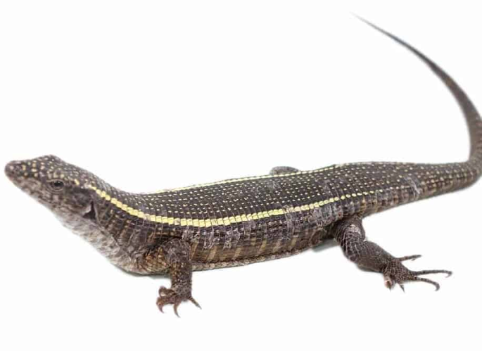 Giant Plated Lizard