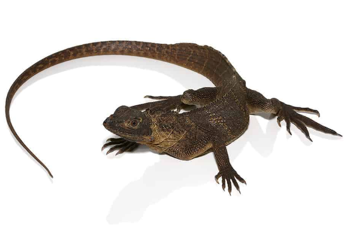 Giant Sailfin Dragon