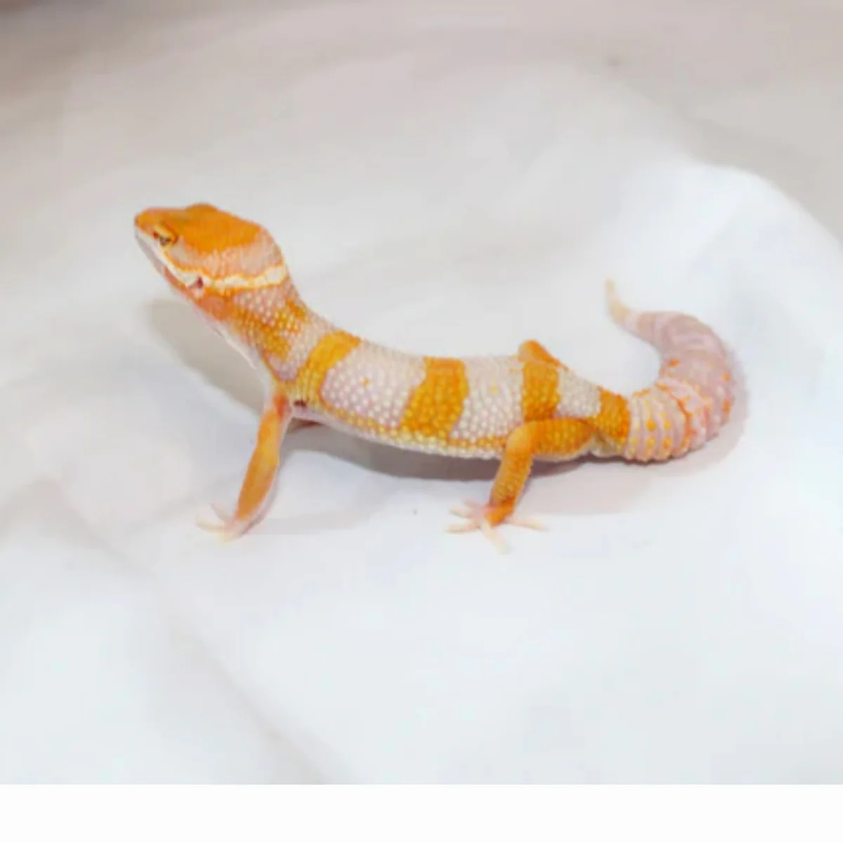 Giant Emerine Tremper (Male) Leopard Gecko