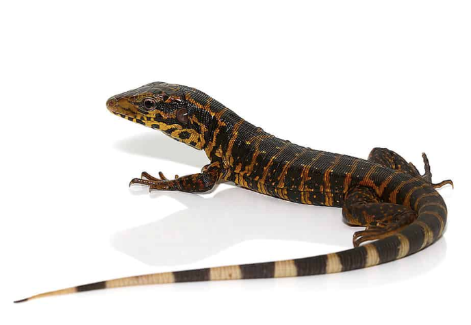 Golden Tegu