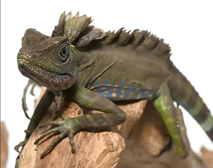 Great Anglehead Lizard
