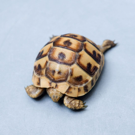 Greek Tortoise