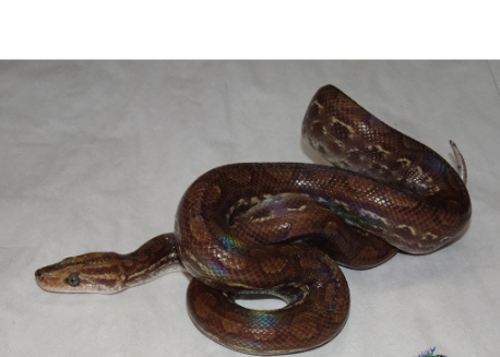 Halmahera Ground Boa