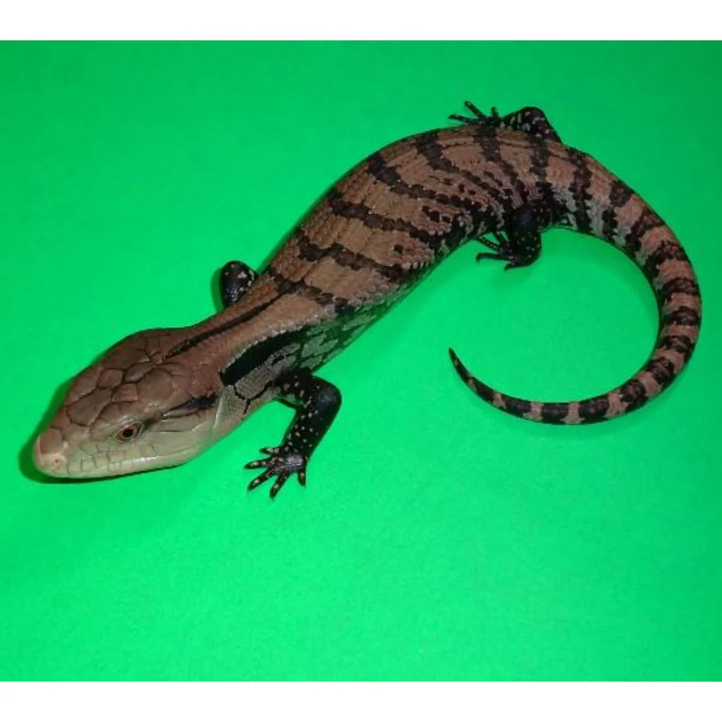 Halmahera Blue Tongue Skinks