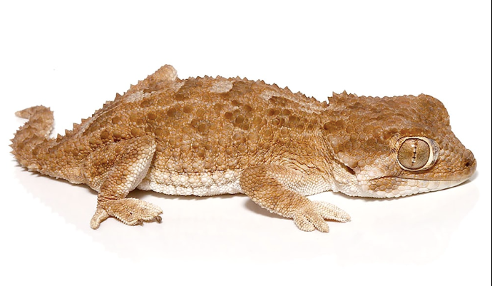 Helmeted Gecko