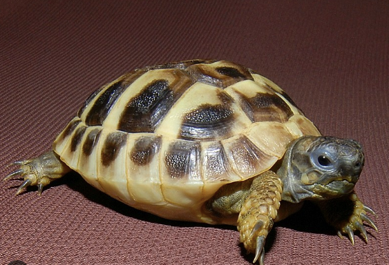Hermanns Tortoise