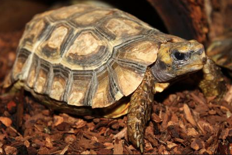 Home’s Hingeback Tortoise