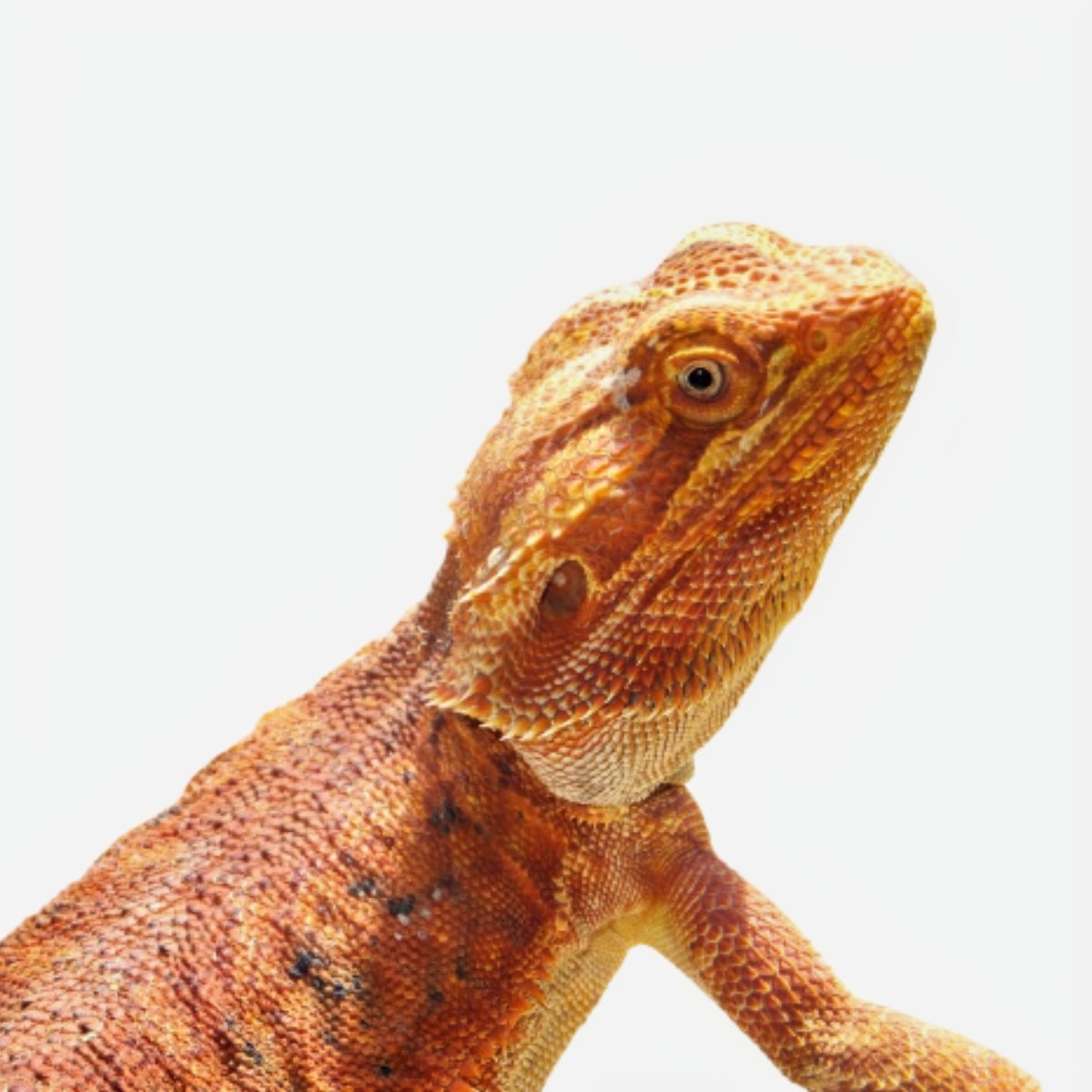 Strictly Reptiles Adult Bearded Dragon Mixed Colors Morphs