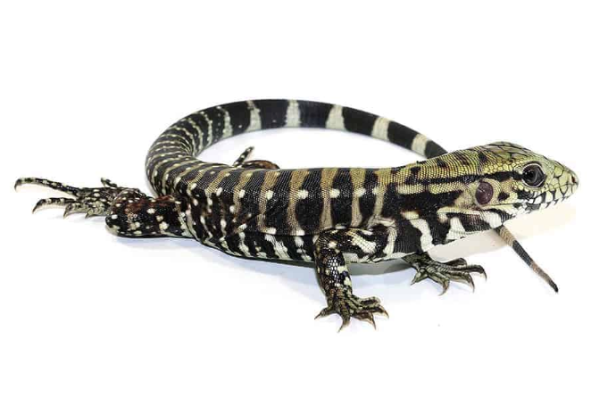 Ice Tegu Het Albino