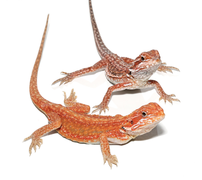 Inferno Dunner Bearded Dragon