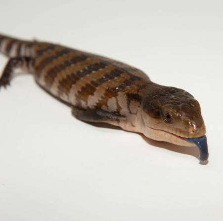 Blue Tongue Skinks (Tiliquia gigas or scincoides)