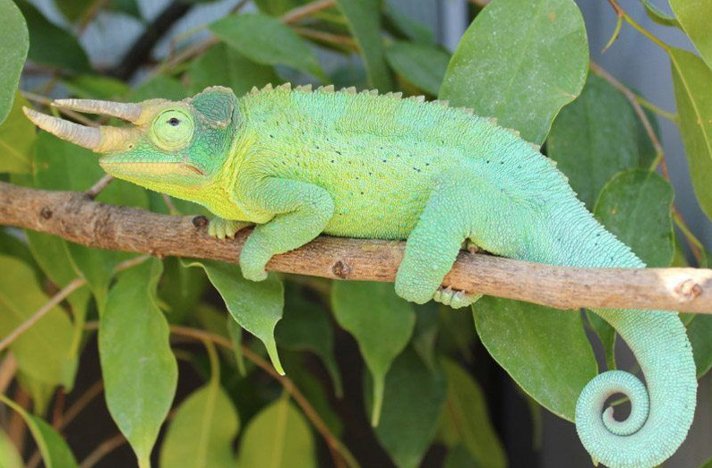 Jackson’s Chameleon