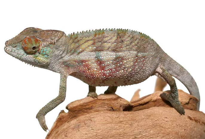 Panther Chameleon