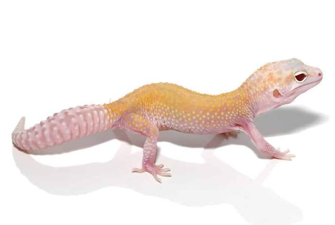 Raptor Leopard Gecko