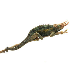 Kenyan Jackson’s Chameleon (Trioceros willingensis)