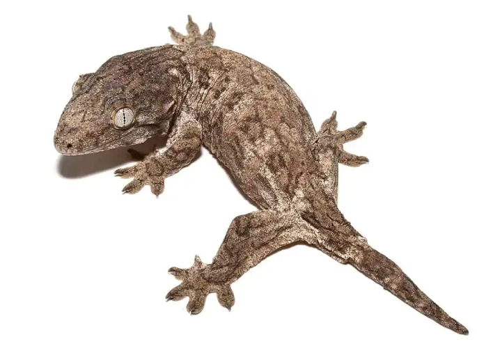 Leachianus Gecko