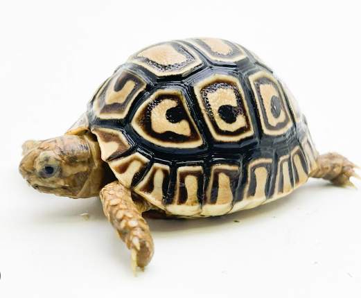 Leopard Tortoise