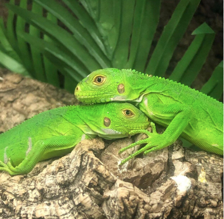 Lesser Antillean Iguana