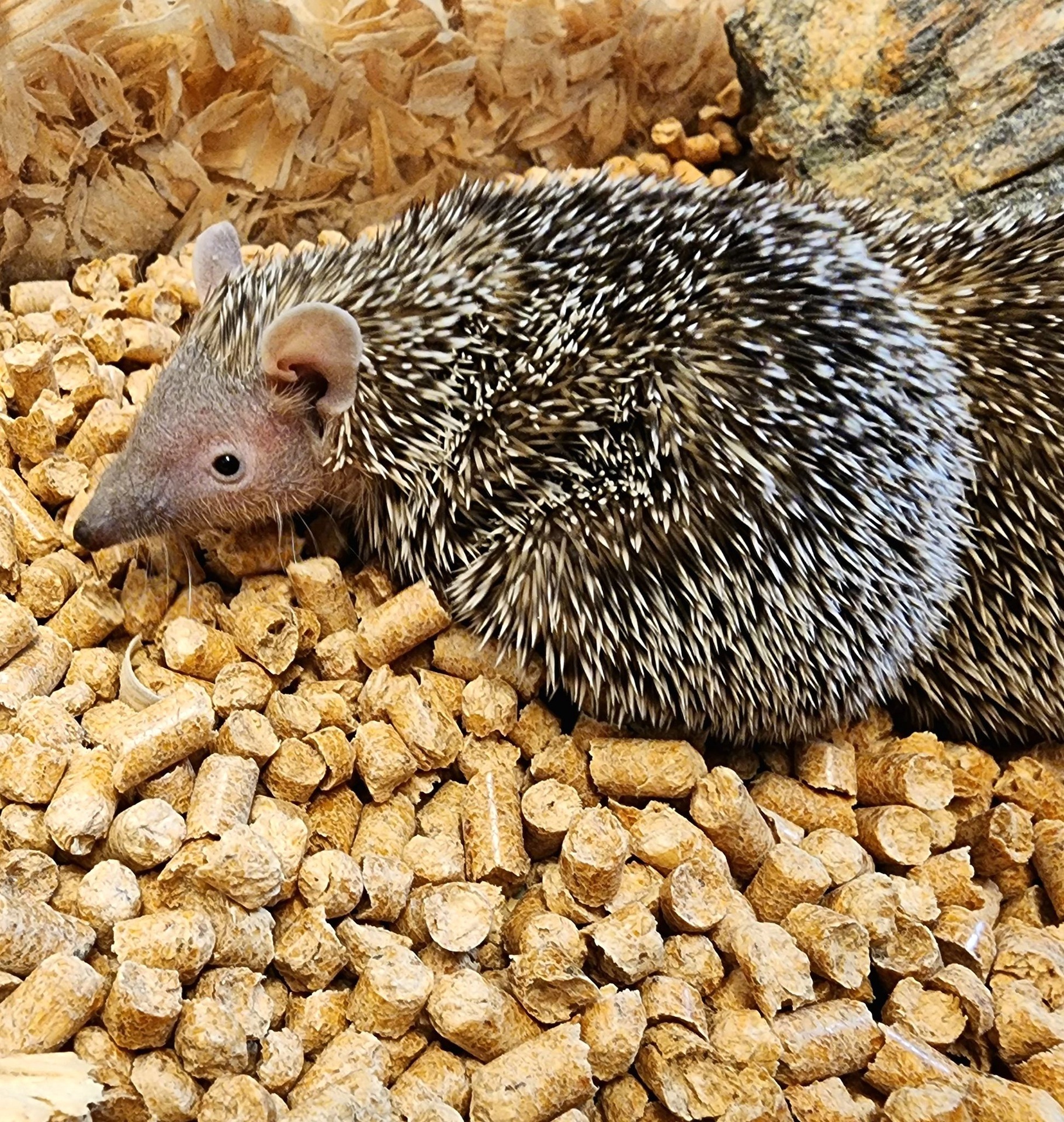 Lesser Tenrecs