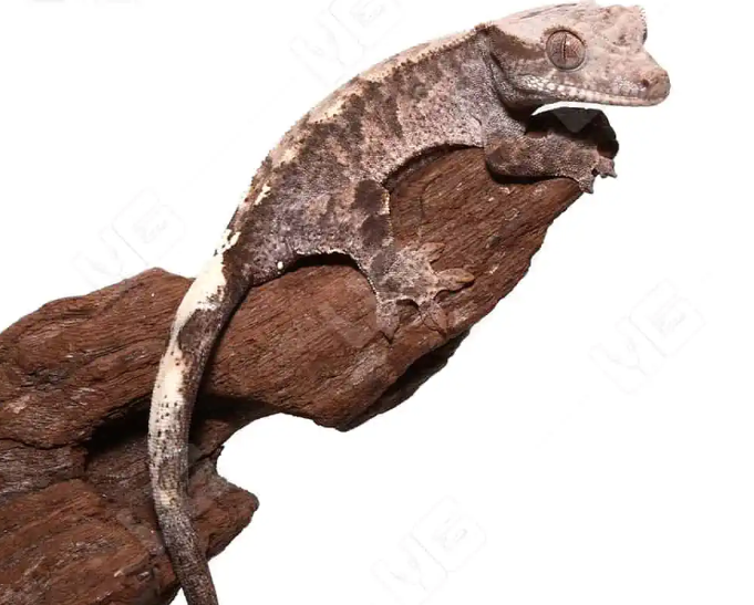 Cappuccino Crested Gecko