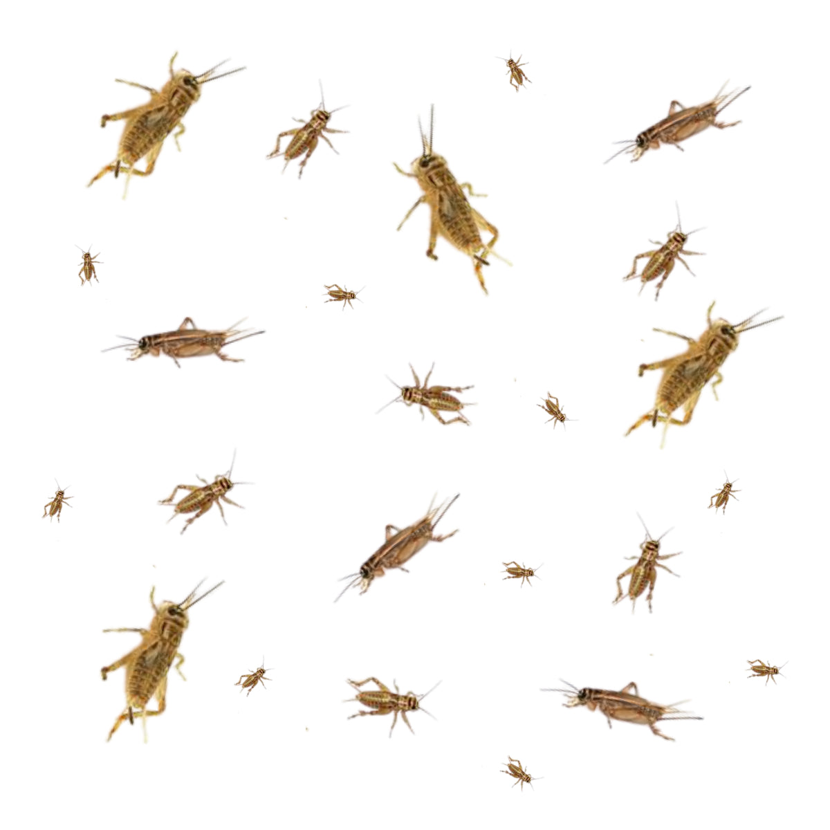 Big Apple Pet Supply Live Feeder Crickets 1000 Count