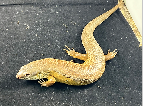 Major Skink Skink