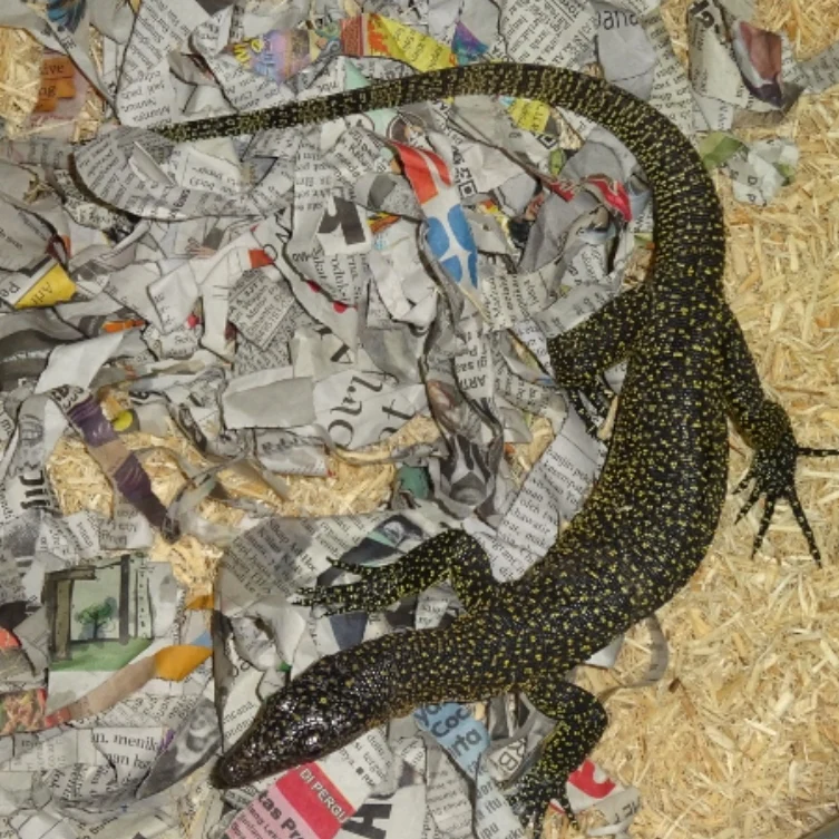 Mangrove Monitors